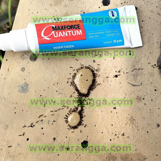 Cara Mengusir dan Membasmi Semut dengan Bayer Maxforce Quantum