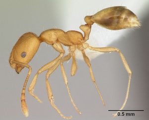 Semut Monomorium Pharaonis
